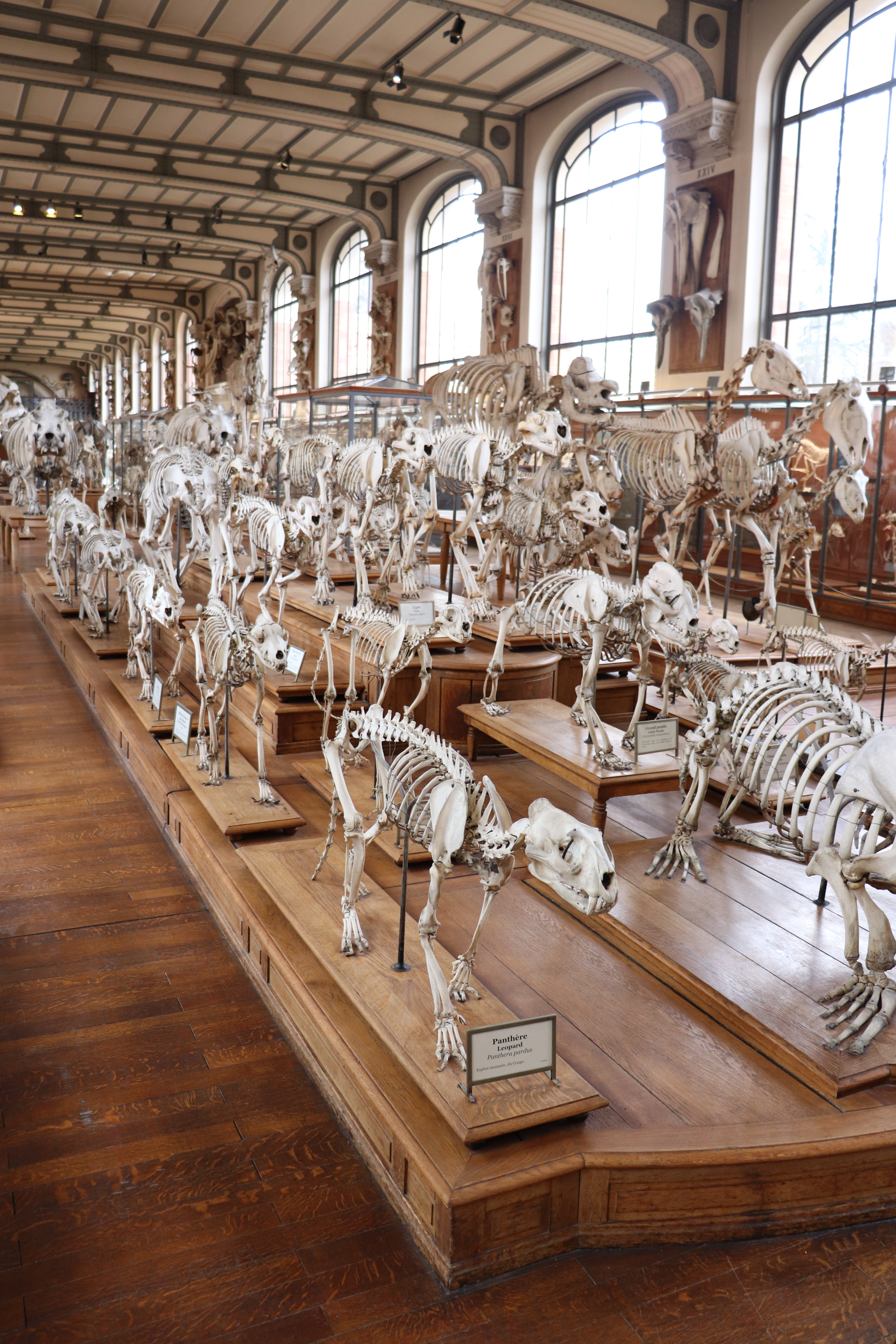 La Galérie de Paléontologie et d'anatomie comparée