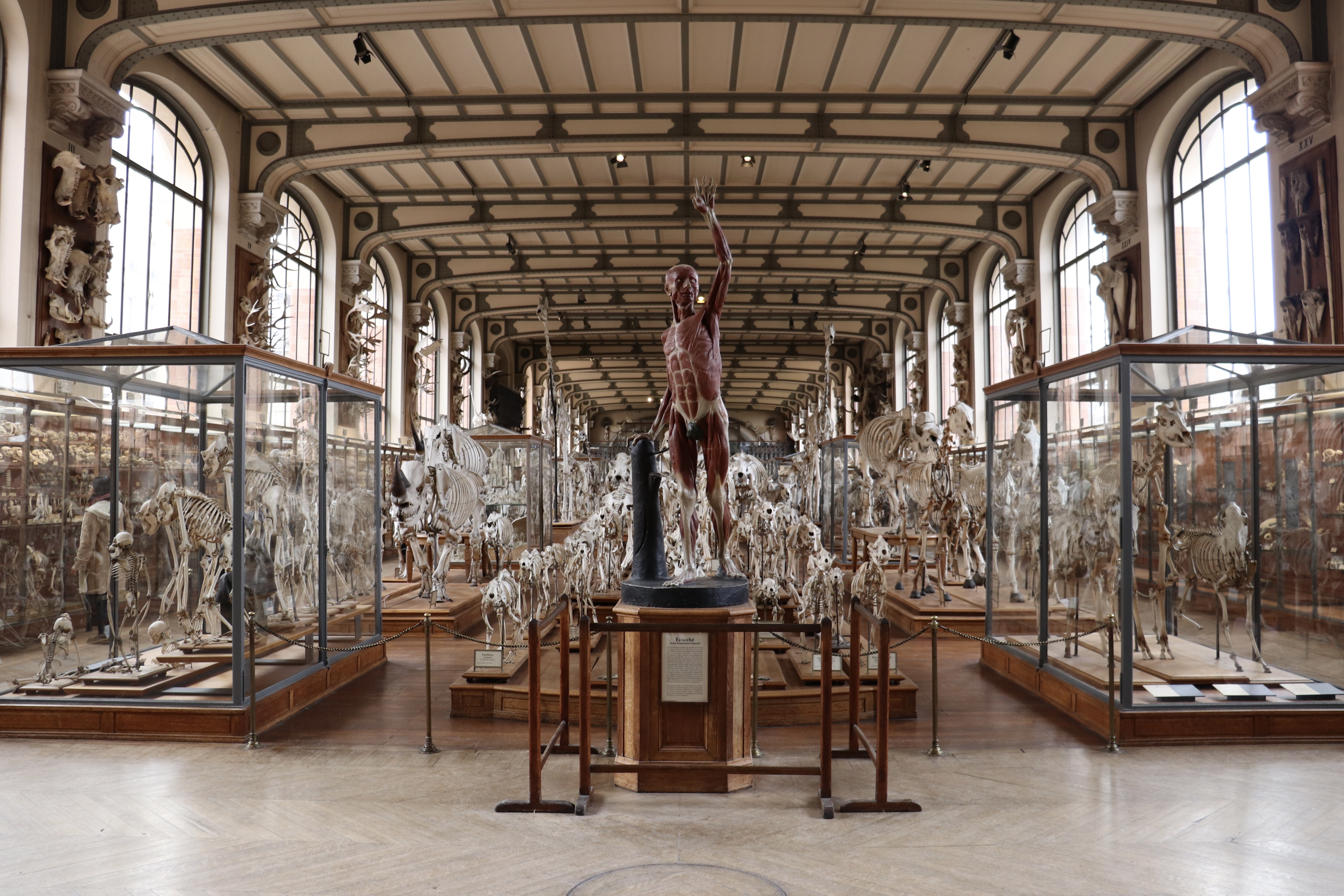 La Galérie de Paléontologie et d'anatomie comparée