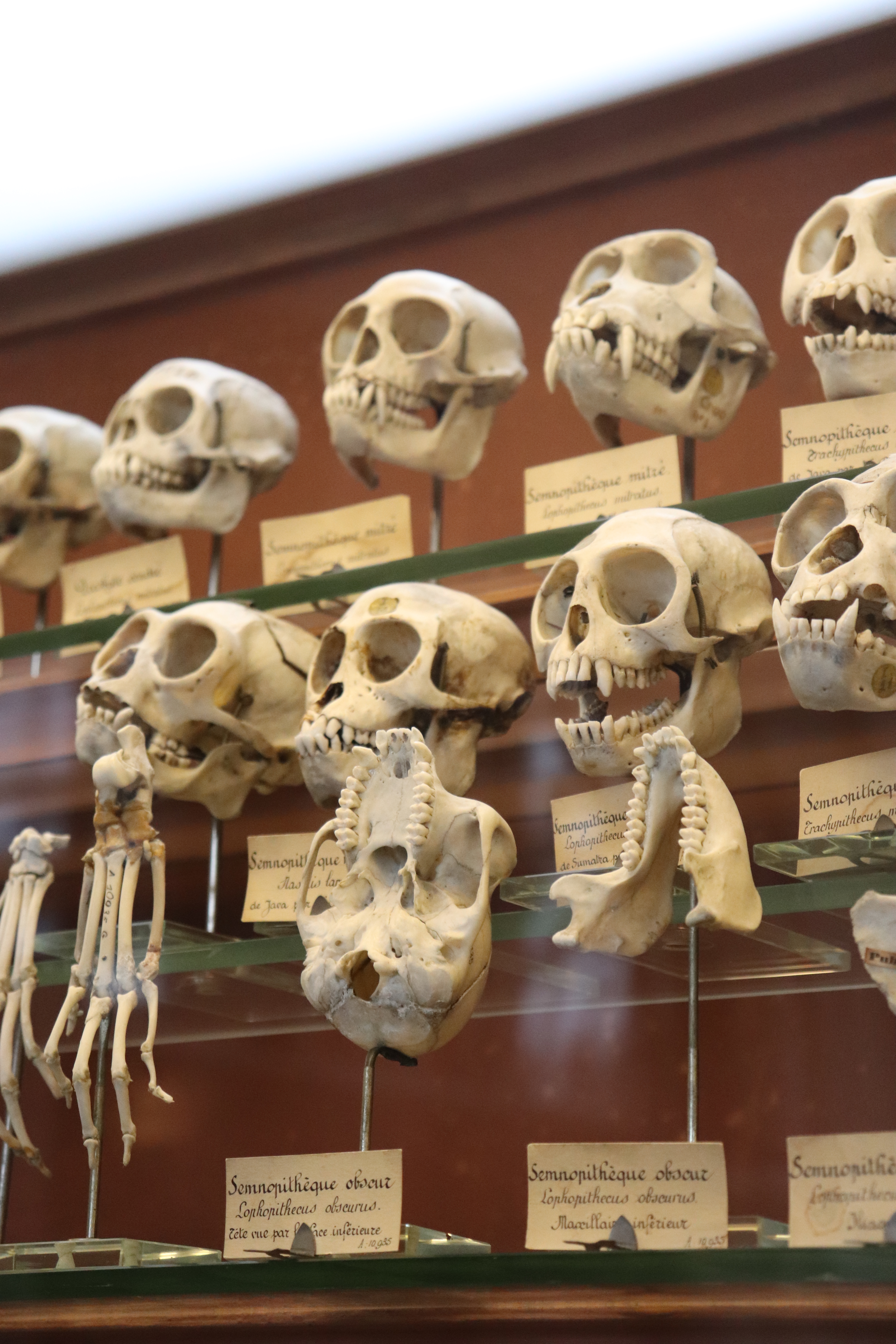 La Galérie de Paléontologie et d'anatomie comparée