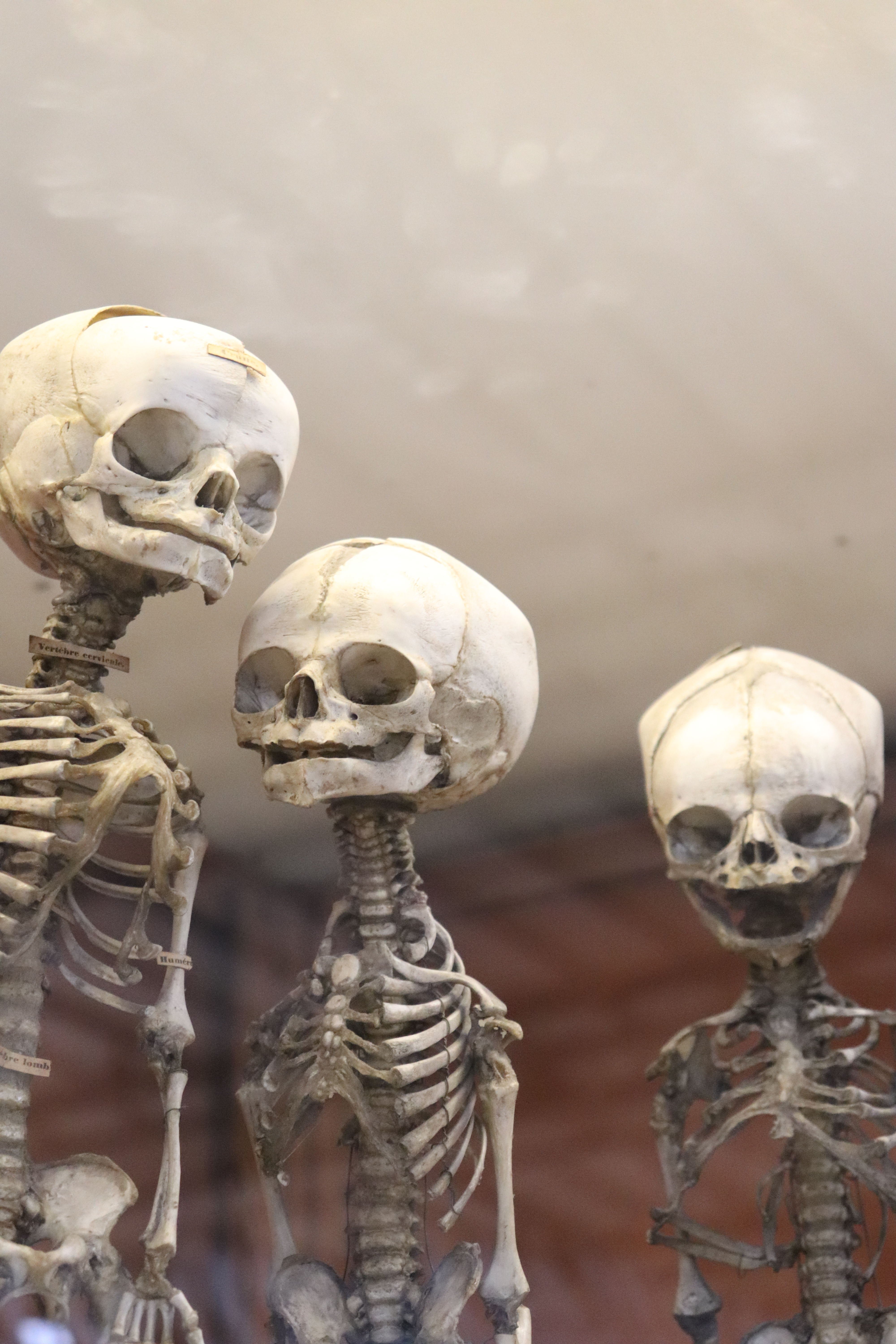 La Galérie de Paléontologie et d'anatomie comparée